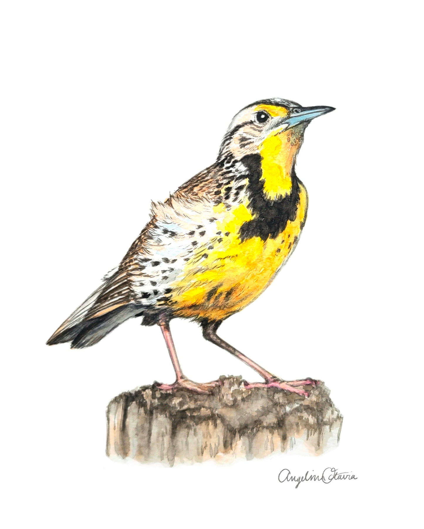 Western Meadowlark Card