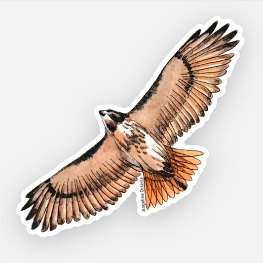 Red Tailed Hawk Vinyl Sticker