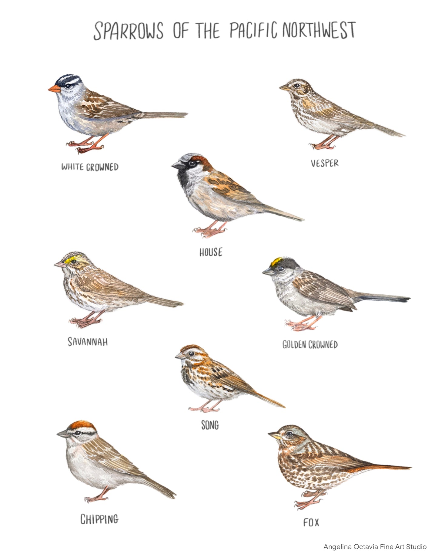 Pacific Northwest Sparrow Chart