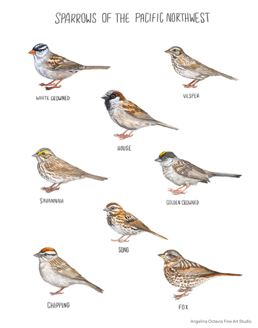 Pacific Northwest Sparrow Chart