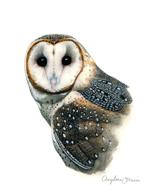 Barn Owl Print